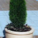 Çizim